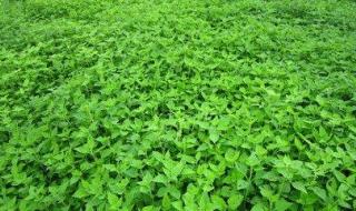 冰凌花泡鲜花还是晒干啊 冰凌花是保护植物吗