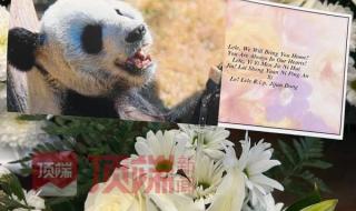 熊猫乐乐身上的血洞