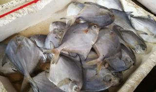 鲜活水产品的定义鲜活水产品包括冰冻的吗 鲜活农产品品种目录