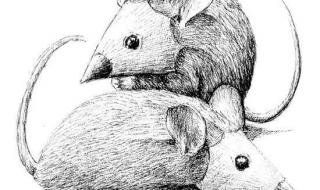 央美艺术设计考创意素描(静物)还是头像 什么是创意素描